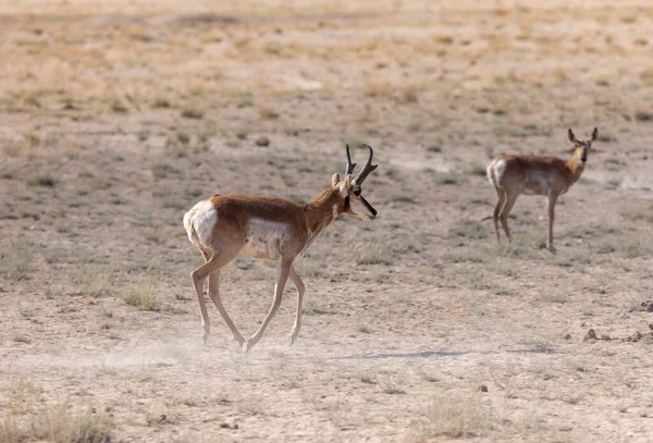 Buck Antílope Pronome Deserto Utah — Fotografia de Stock