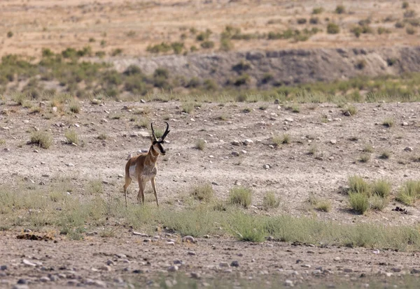 Pronghorn Antilopa Dolar Poušti Utah — Stock fotografie