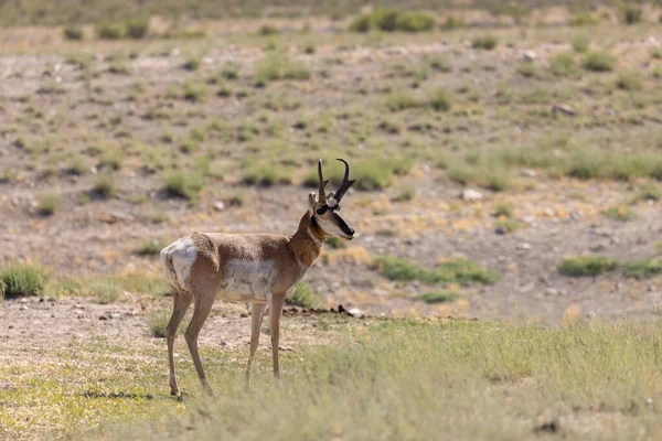 Pronghorn Antilopa Dolar Poušti Utah — Stock fotografie