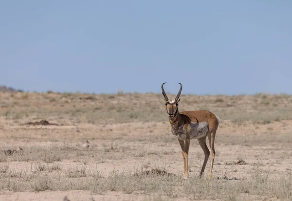 Bouc Antilope Pronghorn Dans Désert Utah — Photo