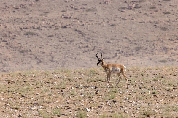 Ein Antilopenbock Der Wüste Von Utah — Stockfoto