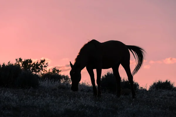 Wild Horse Silhouetted Sunset Utah Desert — Stock Photo, Image