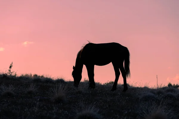 Caballo Salvaje Silueta Atardecer Desierto Utah — Foto de Stock