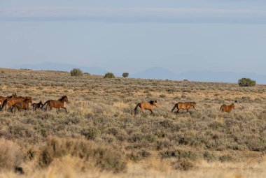 Baharda Utah çölünde vahşi bir at sürüsü.