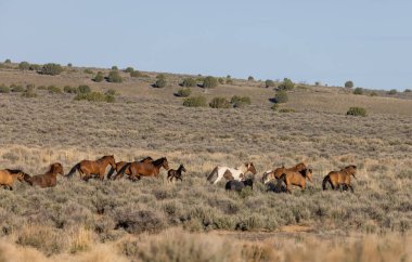 Baharda Utah çölünde vahşi bir at sürüsü.