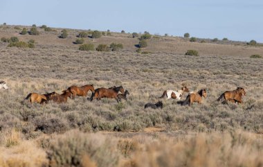 Baharda Utah çölünde vahşi bir at sürüsü.