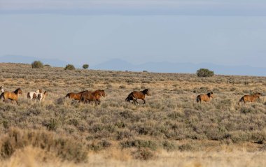 Baharda Utah çölünde vahşi bir at sürüsü.