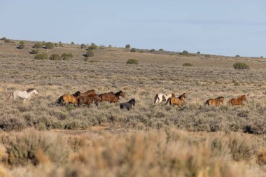 Baharda Utah çölünde vahşi bir at sürüsü.