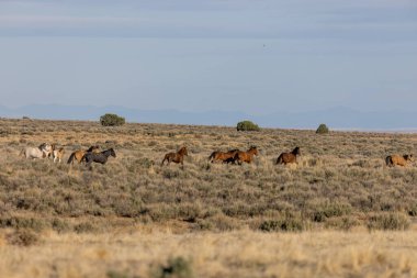 Baharda Utah çölünde vahşi bir at sürüsü.