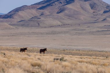 Utah çölünde ilkbaharda vahşi atlar