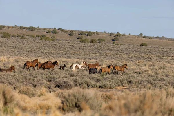 Baharda Utah çölünde vahşi bir at sürüsü.