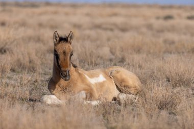 Utah çölünde şirin bir at yavrusu.