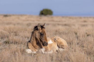 Utah çölünde şirin bir at yavrusu.