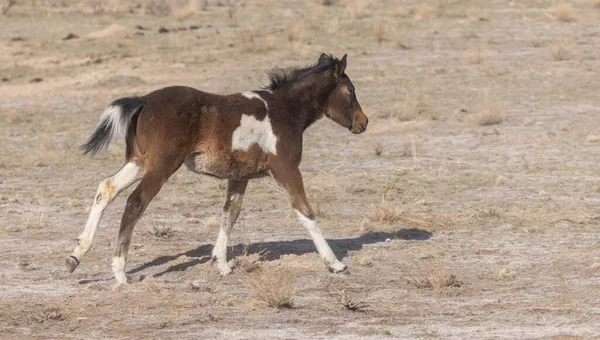 Cute Wild Horse Foal Utah Desert — Stock Photo, Image