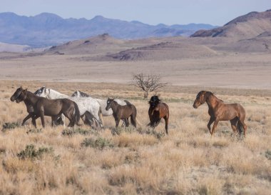 Utah çölünde ilkbaharda vahşi atlar