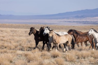 Utah çölünde ilkbaharda vahşi atlar