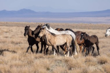 Utah çölünde ilkbaharda vahşi atlar