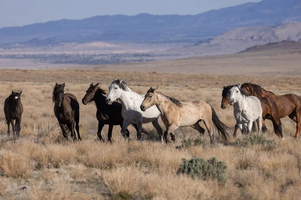 Wild Horses Spring Utah Desert — Stock Photo, Image