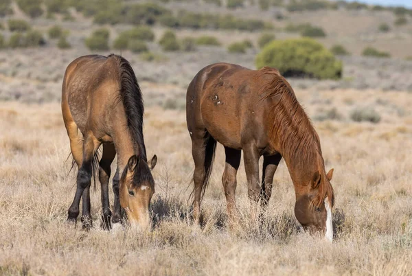 Wild Horses Spring Utah Desert — Stock Photo, Image