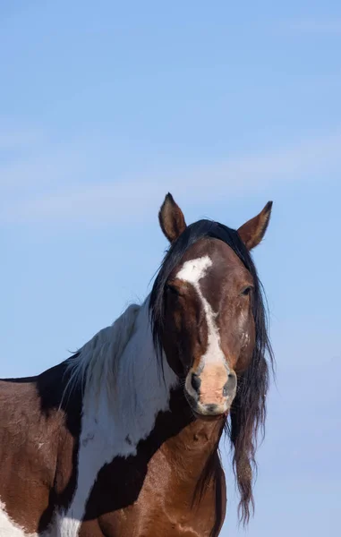 Ein Majestätisches Wildpferd Der Wüste Von Utah — Stockfoto