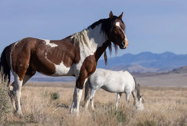 Majestatyczny Dziki Koń Pustyni Utah — Zdjęcie stockowe