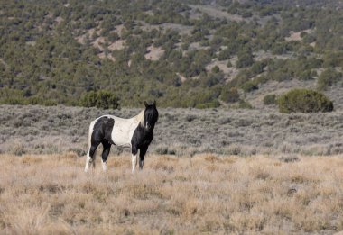 Utah çölünde görkemli bir vahşi at.