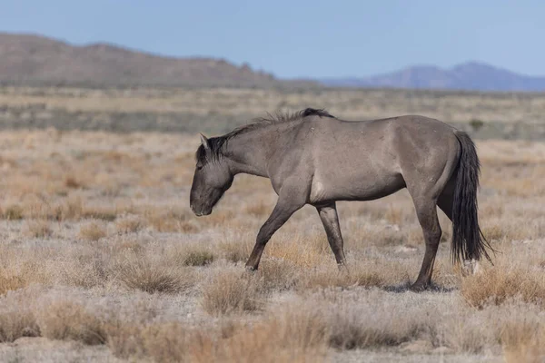 Величественная Дикая Лошадь Пустыне Юта — стоковое фото