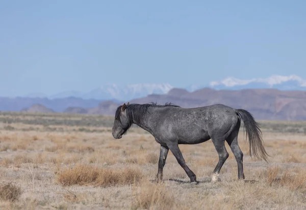Majestoso Cavalo Selvagem Deserto Utah — Fotografia de Stock
