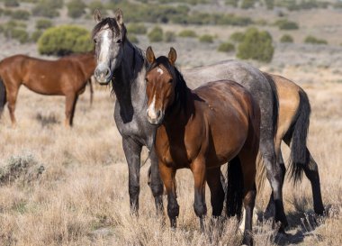 Utah çölünde vahşi bir at sürüsü.