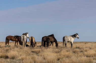 Utah çölünde vahşi bir at sürüsü.