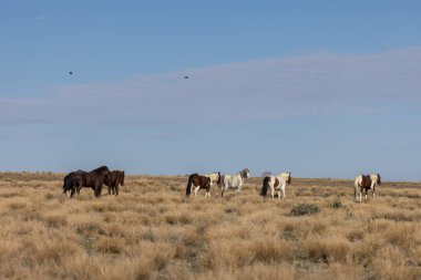 Utah çölünde vahşi bir at sürüsü.