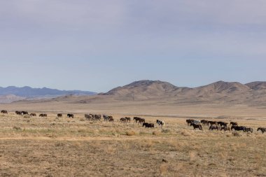 Utah çölünde vahşi bir at sürüsü.