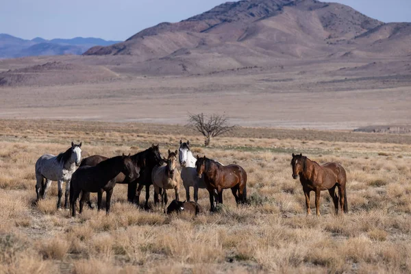 Herd Wild Horses Utah Desert — Stock Photo, Image