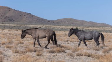 Utah çölünde ilkbaharda vahşi atlar