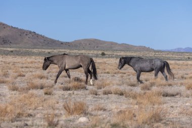 Utah çölünde ilkbaharda vahşi atlar