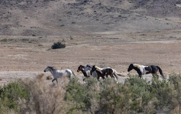 Caballos Salvajes Primavera Desierto Utah — Foto de Stock
