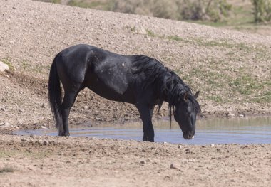 Utah çölünde bir su birikintisinde vahşi bir at.