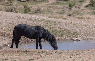 Utah çölünde bir su birikintisinde vahşi bir at.