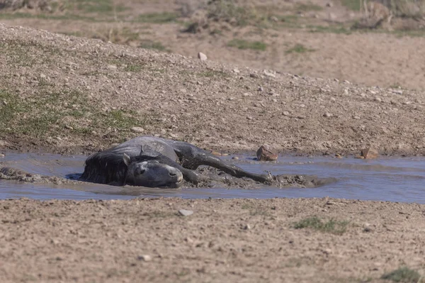 Een Wild Paard Bij Een Waterput Utah Woestijn — Stockfoto