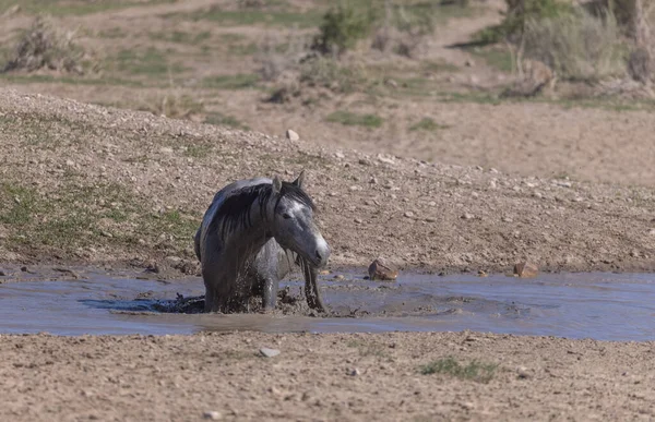 犹他州沙漠一个水坑边的野马 — 图库照片