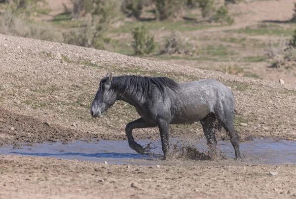 Caballo Salvaje Pozo Agua Desierto Utah —  Fotos de Stock