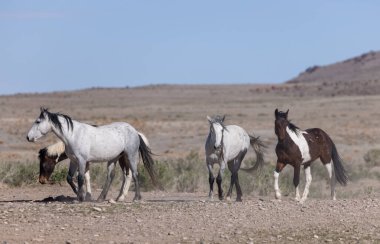 Baharda Utah çölünde vahşi bir at sürüsü.
