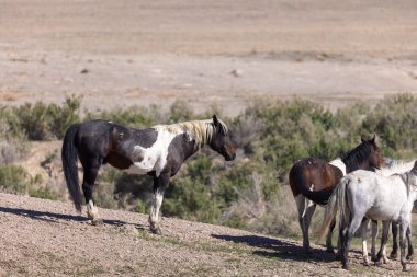 Baharda Utah çölünde vahşi bir at sürüsü.