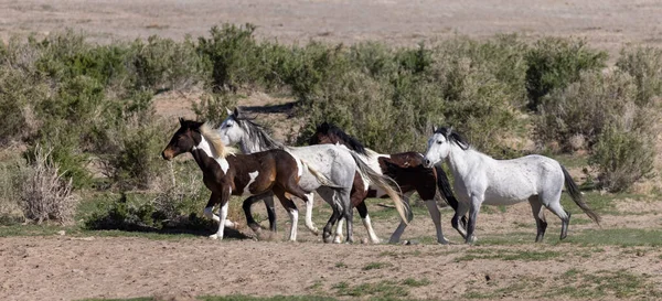 Stádo Divokých Koní Jaře Poušti Utah — Stock fotografie