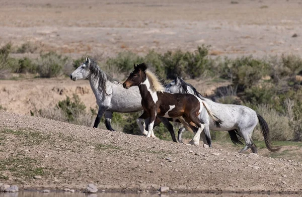 Herd Wild Horses Spring Utah Desert — Stock Photo, Image