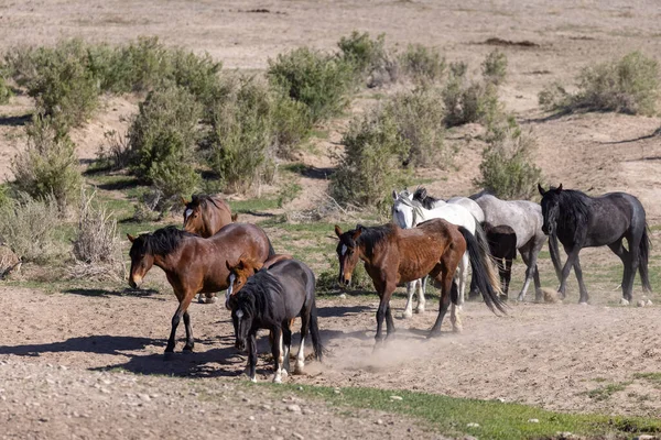 Herd Wild Horses Spring Utah Desert — Stock Photo, Image