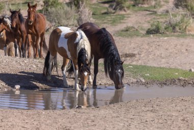 Utah çölündeki bir su birikintisinde vahşi atlar.