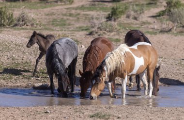 Utah çölündeki bir su birikintisinde vahşi atlar.