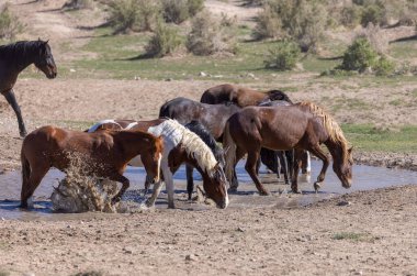 Utah çölündeki bir su birikintisinde vahşi atlar.