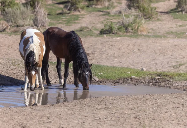 Wild Horses Waterhole Utah Desert — Stock Photo, Image